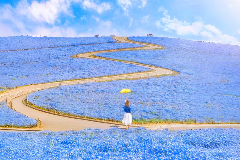A Perfect Day Trip: Ibaraki Flower Park & Gourmet Food: Oarai Isosaki Shrine, Nakaminato Seafood Market, Hitachi Seaside Park | Departs from Tokyo - At a glance