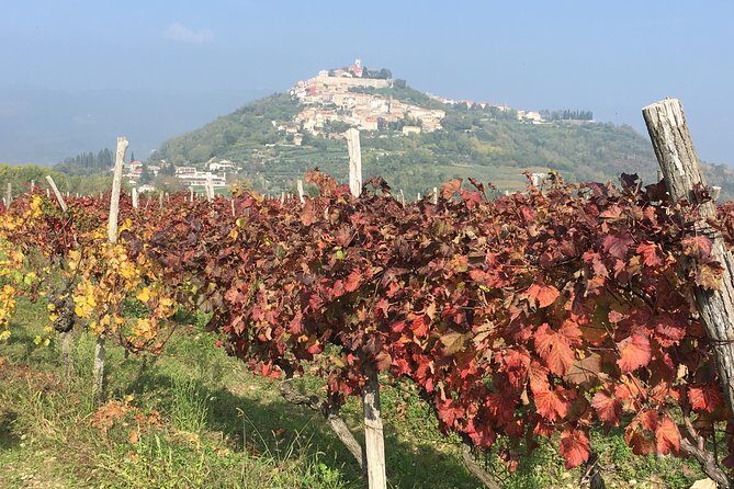 A Sample Of Wine, A Sample Of Istria - A Short But Fulfilled Program - Why This Tour Offers Good Value
