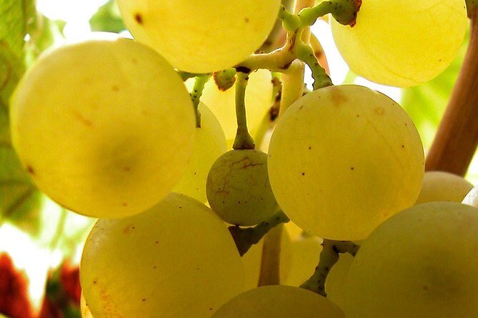 A Sample Of Wine, A Sample Of Istria - A Short But Fulfilled Program - Who Will Love This Experience?