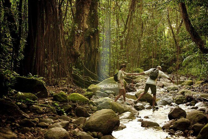 A Scenic, Historical and Guided Rainforest Tour - A Scenic, Historical and Guided Rainforest Tour