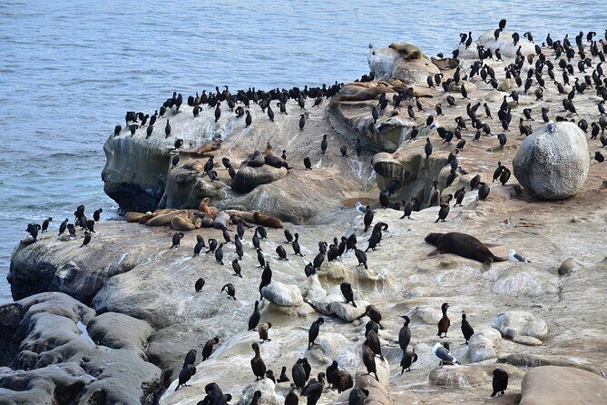 A Seaside Stroll: La Jolla's Hidden Treasures Self-Guided Tour - Frequently Asked Questions
