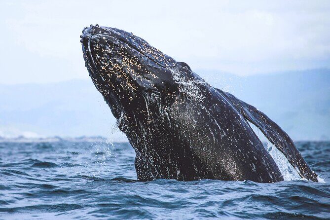 A Self-Guided Audio Tour Around Bodega Head - To Wrap It Up