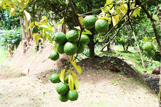 A Soufriere Farm Seasoned Experience - FAQ