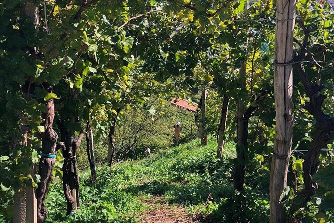 A Sparkling Day in the Prosecco Hills from Venice by Yellowboot - The Sum Up