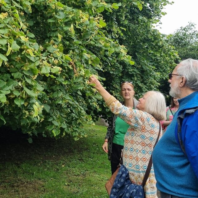 A Tour of Glastonbury - Guided by the Trees - The Value of This Experience
