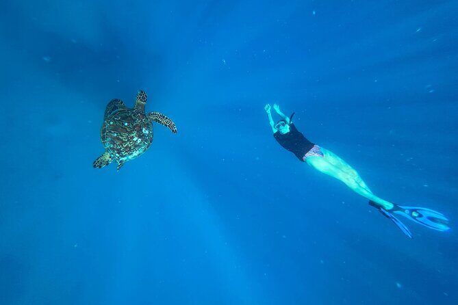 A Turtle Tour on Rarotonga - small groups, premium experience - A Turtle Tour on Rarotonga - small groups, premium experience