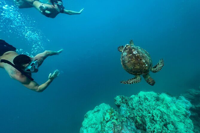 A Turtle Tour on Rarotonga - small groups, premium experience - Key Points