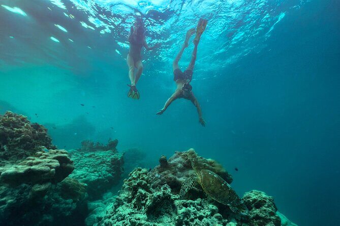 A Turtle Tour on Rarotonga - small groups, premium experience - Final Thoughts