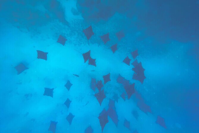 A Turtle Tour on Rarotonga - small groups, premium experience - FAQ