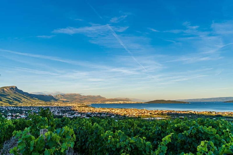 A Vineyard Feast: A Group Dinner and Wine Tasting - A Vineyard Feast: A Group Dinner and Wine Tasting in Dalmatia, Croatia