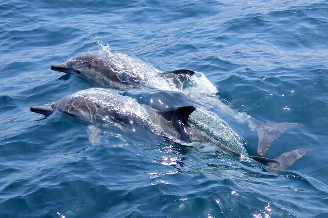 AAA Noosa National Park Tour and Dolphin Safari Whalesongsnoosa - Discover Noosa’s Coastal Wonders with the WhaleSongsNoosa Dolphin Safari