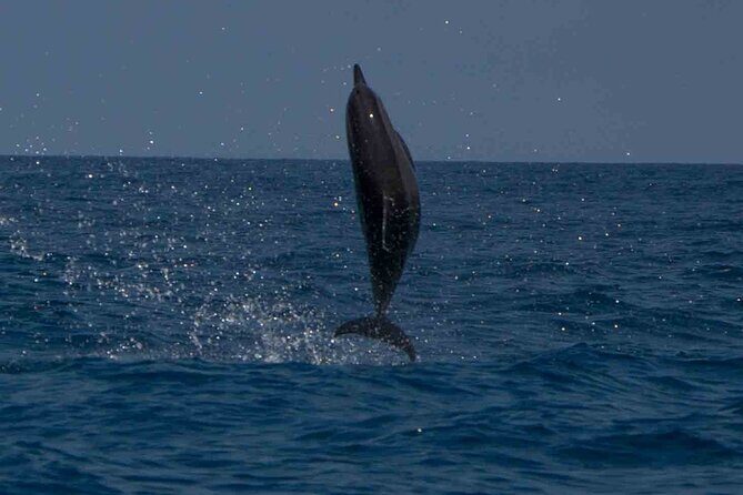 AAA Noosa National Park Tour and Dolphin Safari Whalesongsnoosa - Final Thoughts