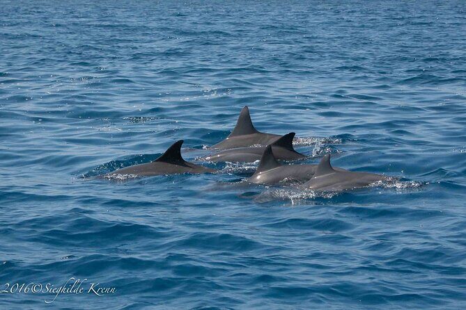 AAA Noosa National Park Tour and Dolphin Safari Whalesongsnoosa - FAQ
