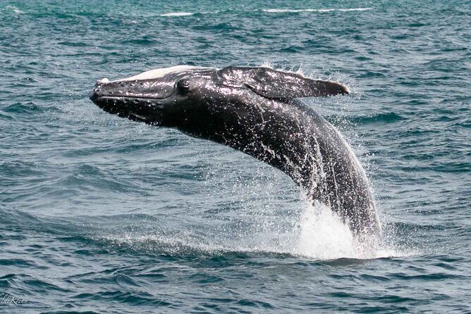 AAA NOOSA Whale watching experience in Noosa Whalesongsnoosa - Noosa Whale Watching with Whalesongs Noosa: An Authentic Marine Encounter