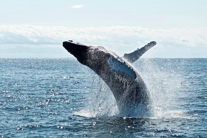AAA NOOSA Whale watching experience in Noosa Whalesongsnoosa - A Detailed Look at the Noosa Whale Watching Tour