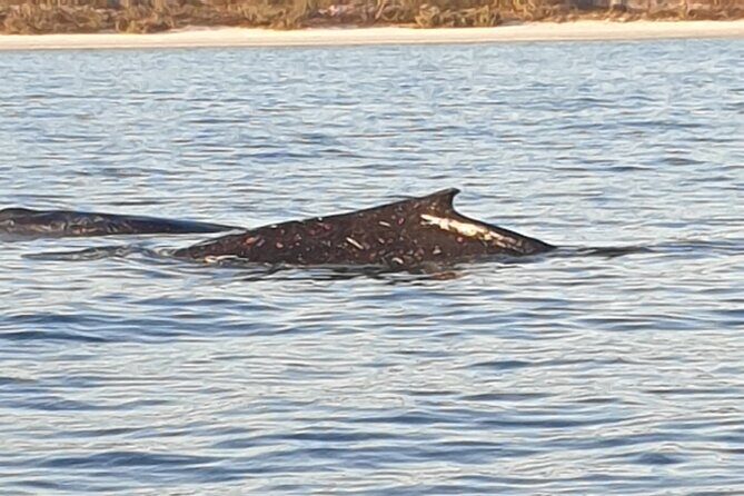 AAA NOOSA Whale watching experience in Noosa Whalesongsnoosa - Frequently Asked Questions