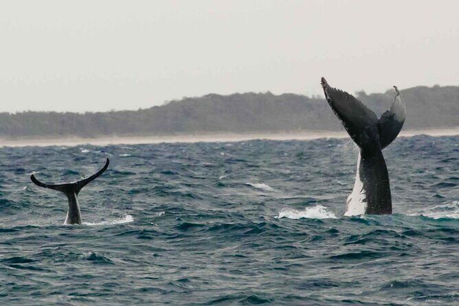 AAA NOOSA Whale watching experience in Noosa Whalesongsnoosa - Final Thoughts