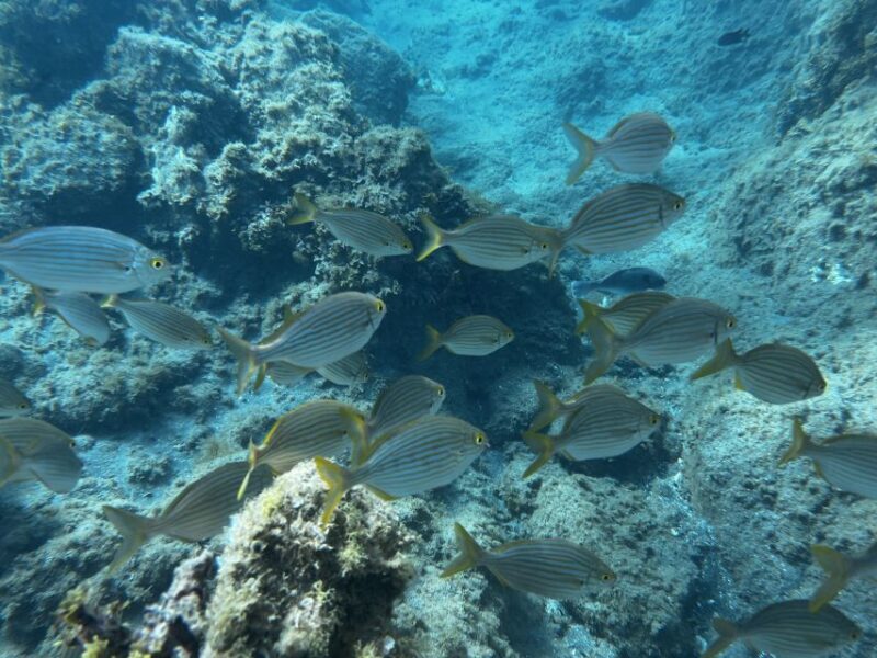 Abades: Guided Snorkeling Tour with Photos - The Photos and Videos: A Big Bonus