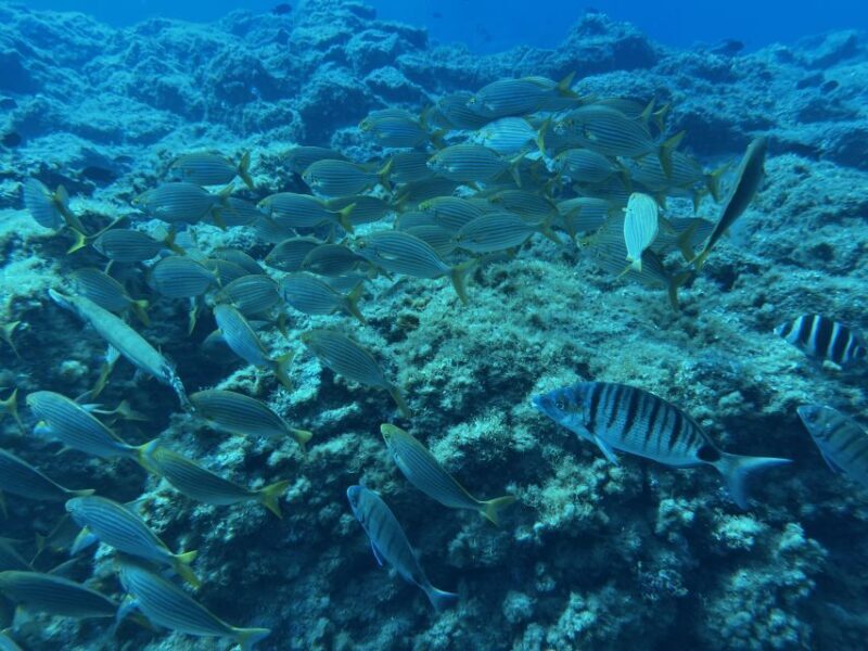 Abades: Guided Snorkeling Tour with Photos - Who Will Enjoy This Tour?