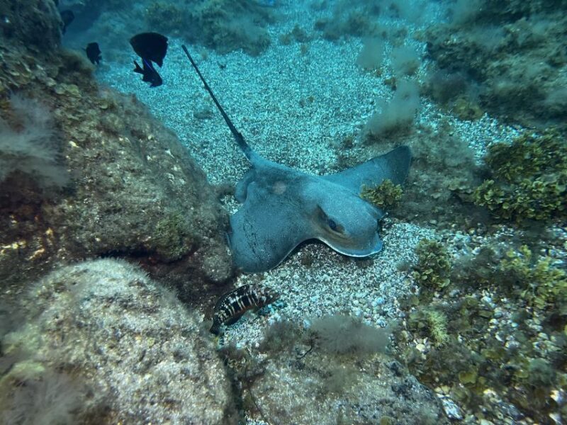Abades: Guided Snorkeling Tour with Photos - The Sum Up: Is This Tour Right For You?