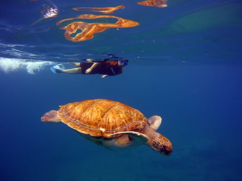 Abades: Paddle Surf and Snorkel with Turtles in a Volcanic Reef - The Details that Matter