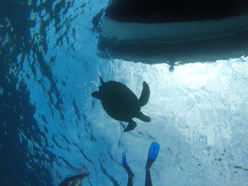 Abades: Tenerife Turtles and Rays Snorkeling Trip - Who This Tour Suits Best