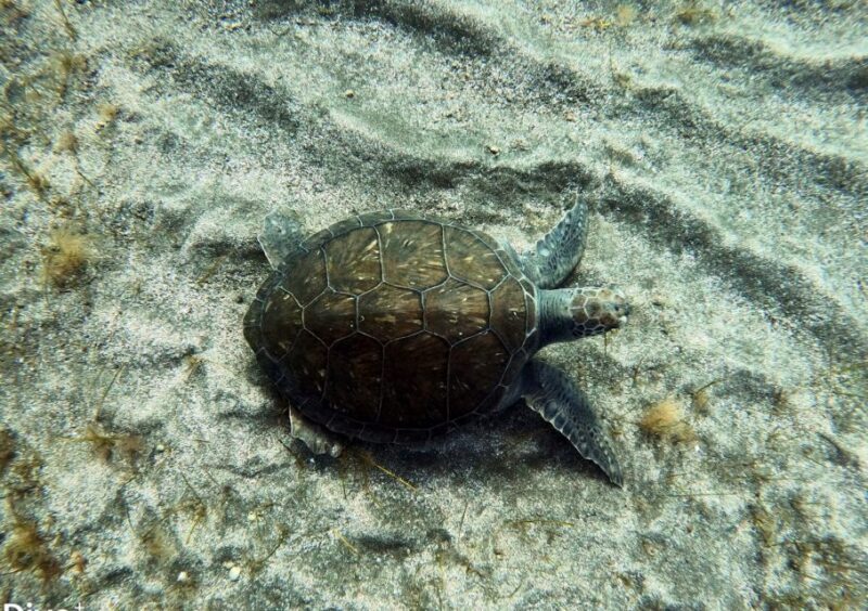Abades: Tenerife Turtles and Rays Snorkeling Trip - Frequently Asked Questions