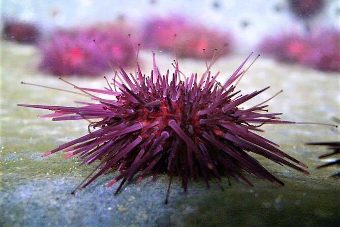 Abalone farm tour and tasting with coastal seaweed walk. Guided. 2 hours - Exploring Galway’s Coastal Secrets: A Deep Dive into the Abalone and Seaweed Tour