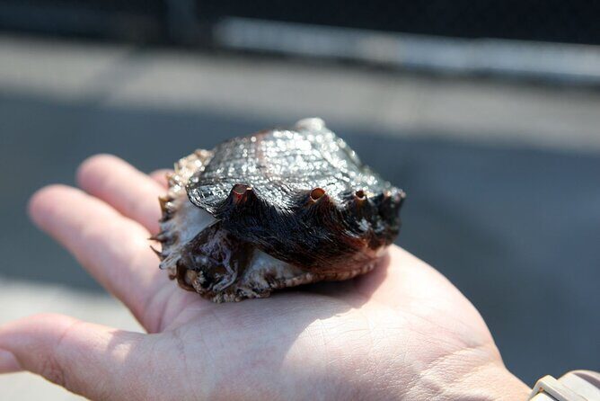 Abalone Farm Tour - A Detailed Look at the Abalone Farm Tour