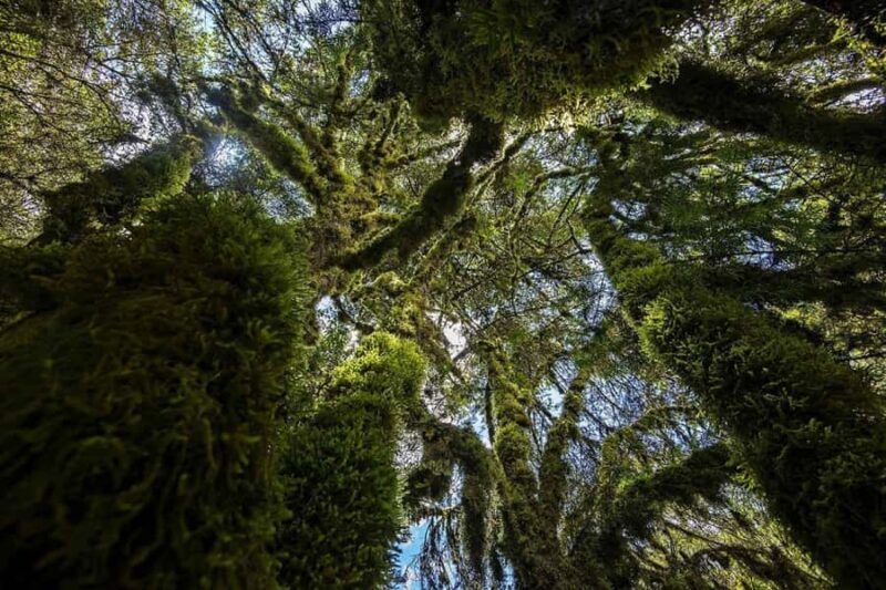 Abancay: Guided Tour to the National Sanctuary & Ampay - Is the Tour Worth the Price?