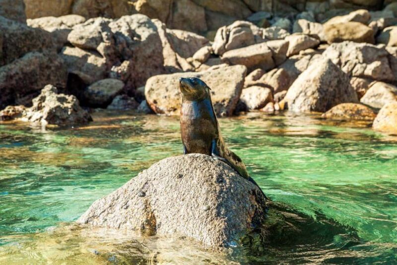 Abel Tasman National Park: Cruise and Hike Full-Day Tour - An In-Depth Look at the Abel Tasman Cruise and Hike Experience