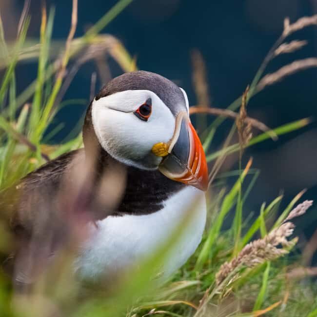 Aberdeen: Bullers of Buchan Puffin Watching Tour - The Scenic Route and First Stops