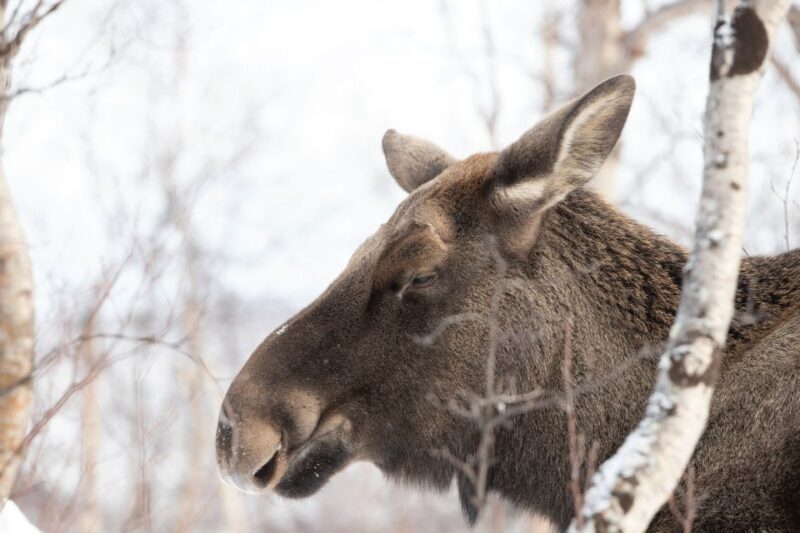 Abisko: Wilderness Snowshoe Hike - Detailed Review of the Abisko Wilderness Snowshoe Hike