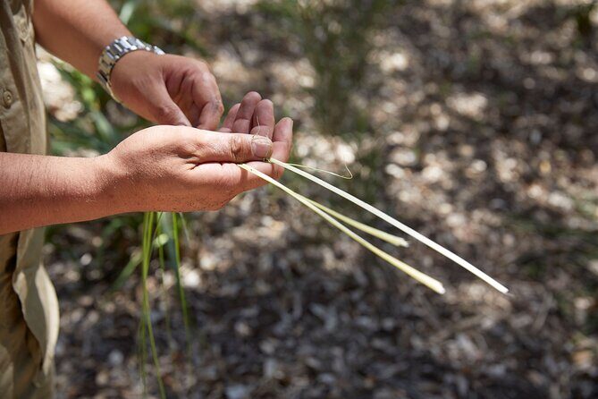 Aboriginal Heritage Walk - Royal Botanic Gardens Victoria, Melbourne Gardens - Key Points