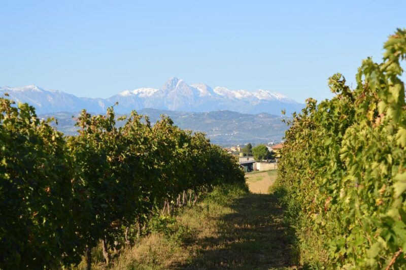 Abruzzo: Historic Cellar Wine Tour and Tasting - Practical Details and Value