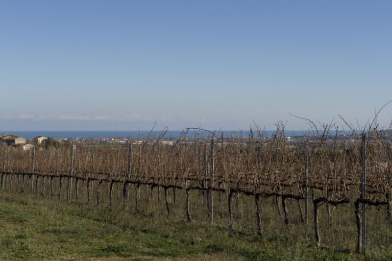 Abruzzo: Historic Cellar Wine Tour and Tasting - What We Love