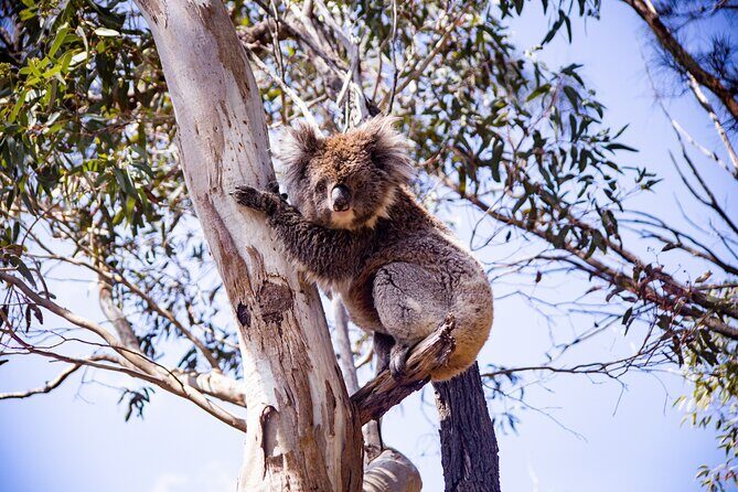 Abseiling Adventure in Adelaide - Key Points