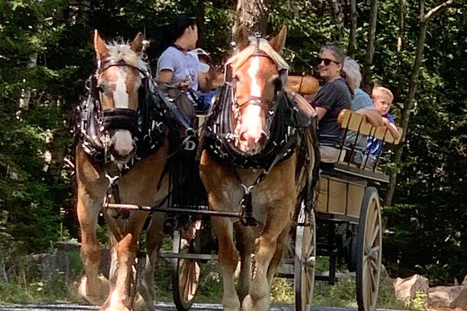 Acadia National Park Premium Specialized E-Bike Rental - Cost & Value