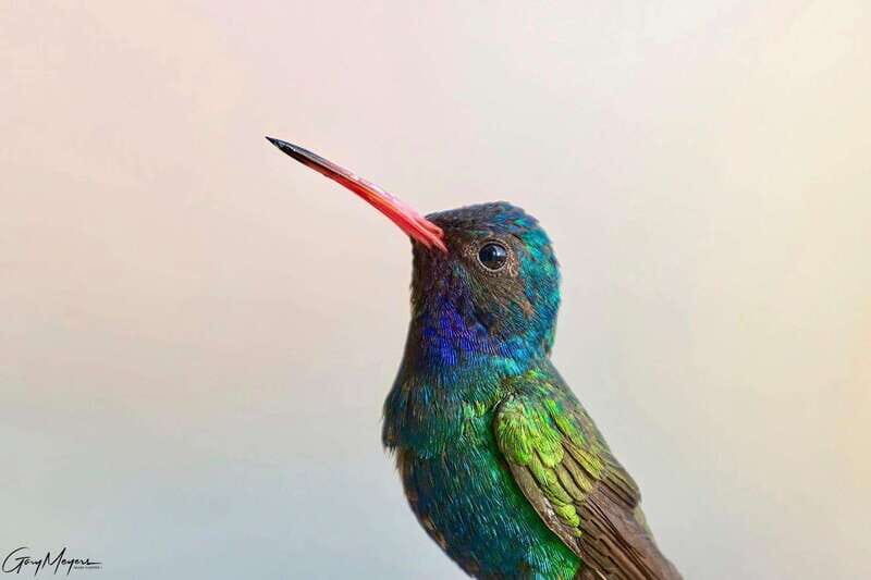 Acapulco: Early Birding Feathered Wonders with Breakfast - Starting Point: Easy Access and Comfort