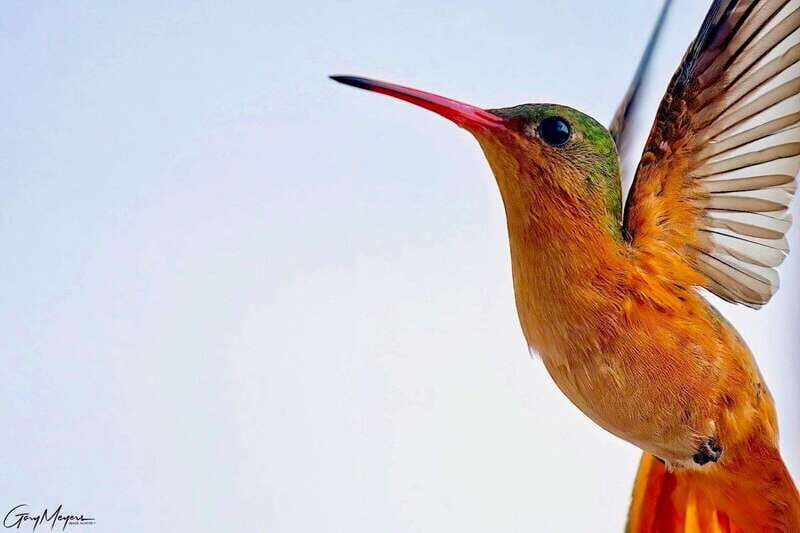 Acapulco: Early Birding Feathered Wonders with Breakfast - The Scenic Drive and City Insights