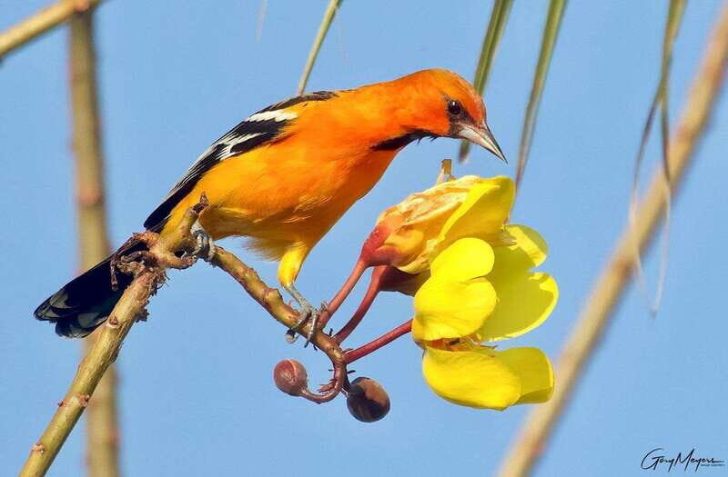Acapulco: Early Birding Feathered Wonders with Breakfast - Breakfast Break: A Well-Deserved Rest