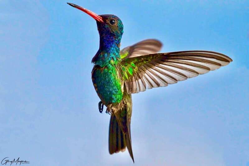 Acapulco: Early Birding Feathered Wonders with Breakfast - Drop-off and Overall Experience