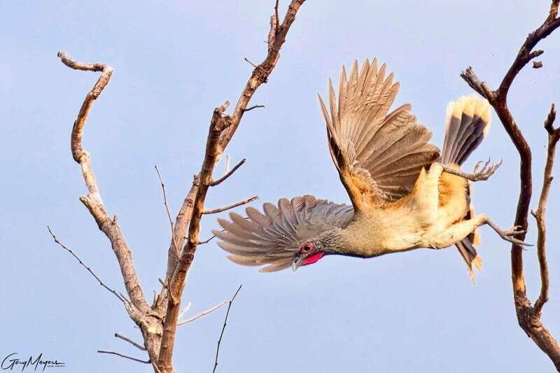 Acapulco: Early Birding Feathered Wonders with Breakfast - Final Thoughts: A Special Blend of Nature and Local Life