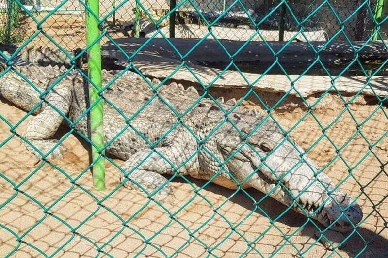 -Acapulco: Horseback Ride Exp. Crocodile Farm, and City Tour - In-Depth Review: Why This Tour Works for You