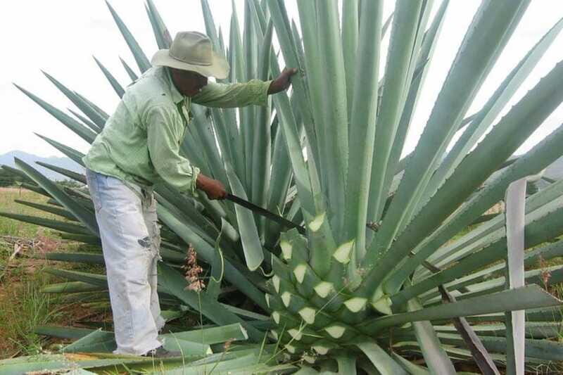 -Acapulco: Mezcal Factory Tasting Learning Experience - FAQs