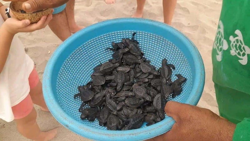 Acapulco: Turtle Release Experience - An In-Depth Look at the Turtle Release Experience in Acapulco
