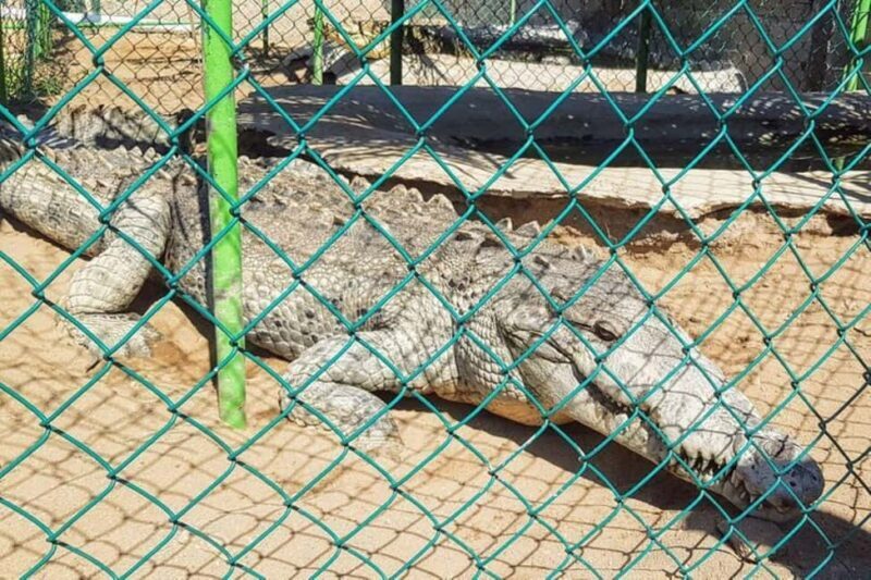 -Acapulco:Turtle Release Crocodile Farm & Horseback Ride Exp - A Deep Dive Into This Unique Tour Experience