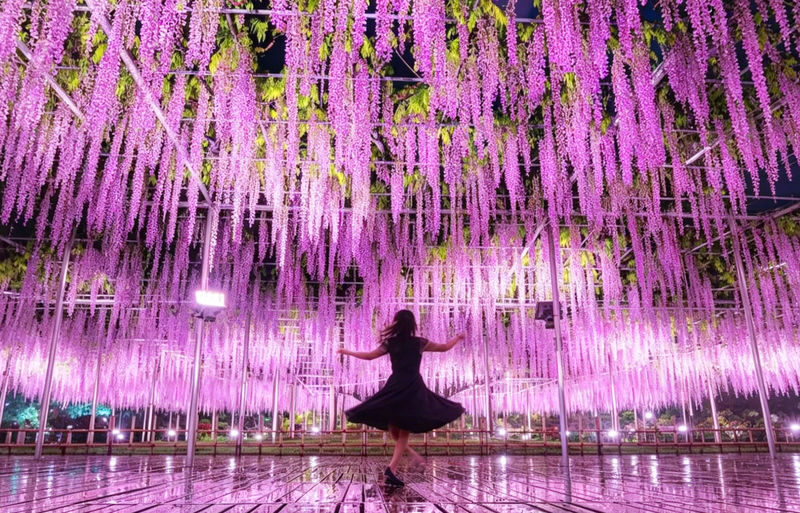 Adachi Flower Garden Night Wisteria & Ibaraki Nemophila Flower Sea Day Trip - The useful details at a glance