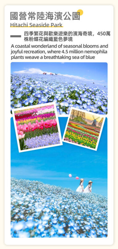 Adachi Flower Garden Night Wisteria & Ibaraki Nemophila Flower Sea Day Trip - Ashikaga’s wisteria makes the night finish