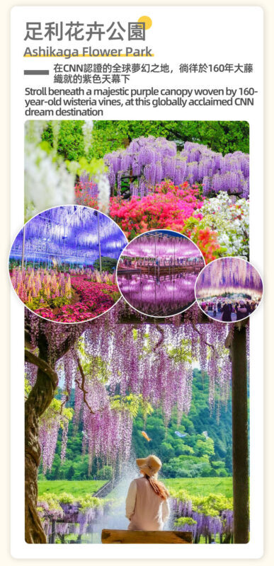 Adachi Flower Garden Night Wisteria & Ibaraki Nemophila Flower Sea Day Trip - Is the price fair for what you get?